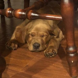 Meet your Posher, Lori